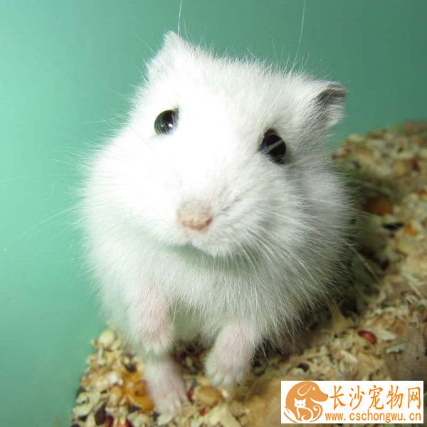 银狐仓鼠喂什么 禁止喂食人吃的食物给银狐仓鼠