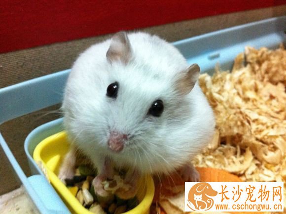银狐仓鼠饲养 夏季的时候室内空气要保持流通