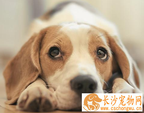 如何防止比格犬咬东西 要当着比格犬的面说不行