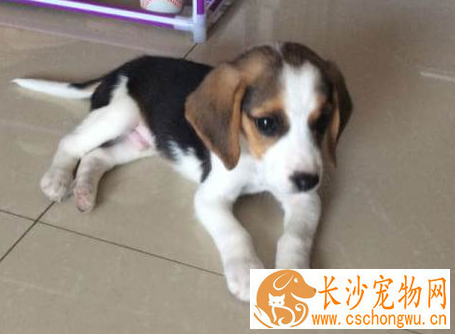 如何防止比格犬咬东西 要当着比格犬的面说不行