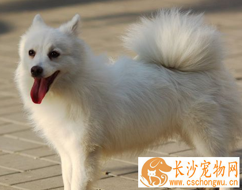 如何饲养银狐犬 用幼犬狗粮或者幼犬羊奶粉喂狗