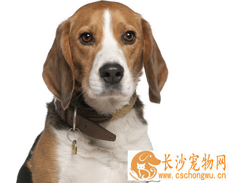 如何让比格犬安静下来 运动可以消耗狗狗的体力