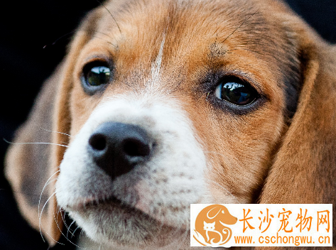 如何让比格犬安静下来 运动可以消耗狗狗的体力