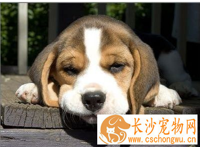 如何让比格犬安静下来 运动可以消耗狗狗的体力