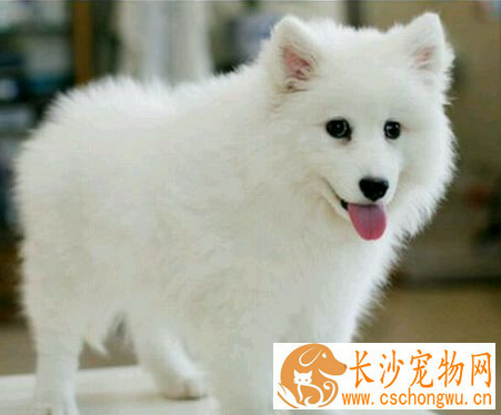 如何分辨银狐犬纯不纯 银狐犬比较喜欢吠叫