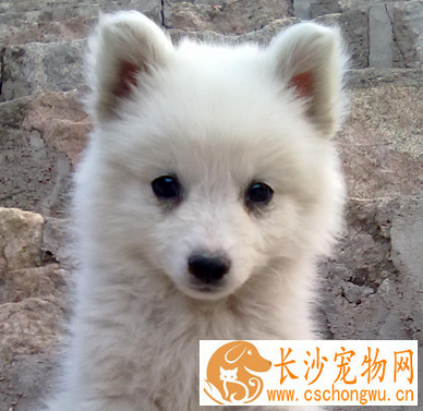 如何分辨银狐犬纯不纯 银狐犬比较喜欢吠叫