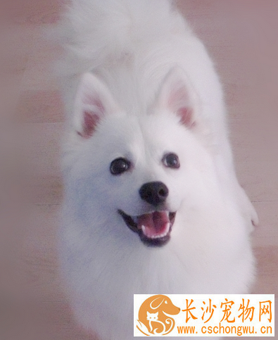 如何分辨银狐犬纯不纯 银狐犬比较喜欢吠叫
