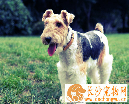如何给刚毛猎狐梗剪毛 剪毛时切忌剪破犬的皮肤