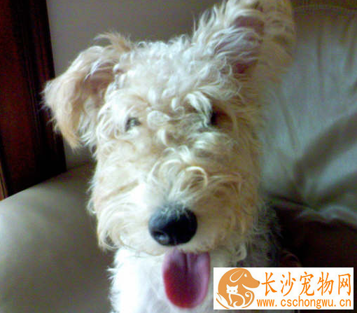 如何辨别刚毛猎狐梗 耳朵呈V字形很小中等厚度