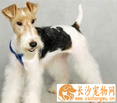 如何给刚毛猎狐梗剪毛 剪毛时切忌剪破犬的皮肤