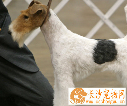 如何辨别刚毛猎狐梗 耳朵呈V字形很小中等厚度