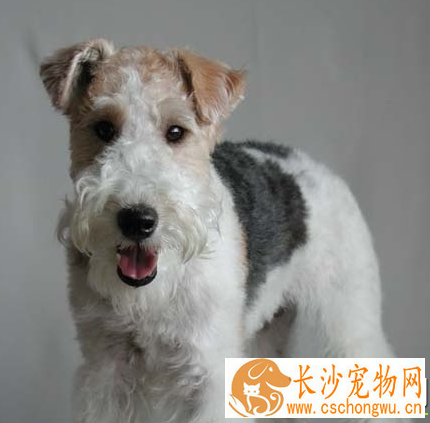 如何辨别刚毛猎狐梗 耳朵呈V字形很小中等厚度