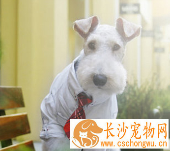 如何喂养刚毛猎狐梗 每次喂饲的份量少并易於消化
