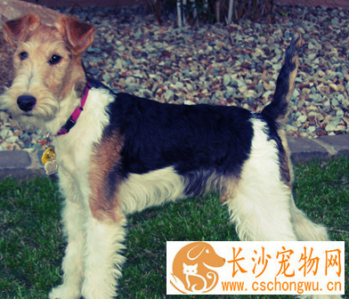 如何喂养刚毛猎狐梗 每次喂饲的份量少并易於消化
