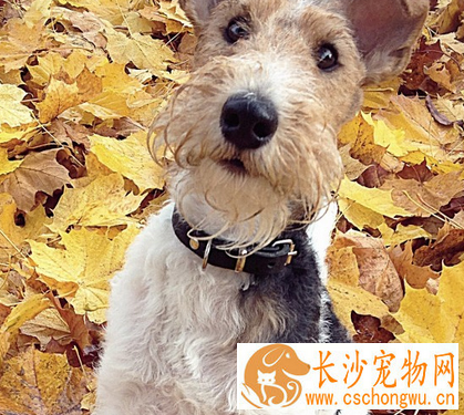 如何喂养刚毛猎狐梗 每次喂饲的份量少并易於消化
