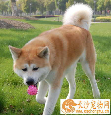 秋田犬鉴别 秋田犬头部宽阔形成一个钝三角形