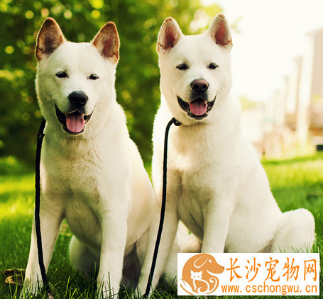 秋田犬鉴别 秋田犬头部宽阔形成一个钝三角形