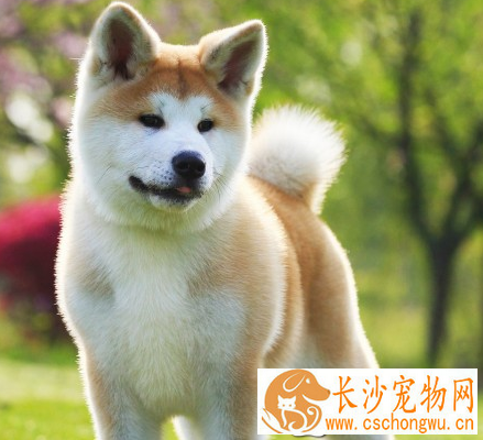 秋田犬鉴别 秋田犬头部宽阔形成一个钝三角形