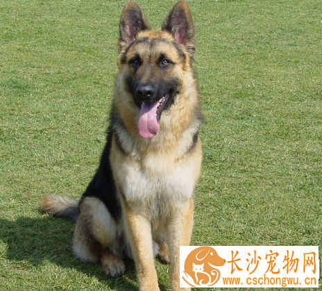 如何饲养德国牧羊犬 动物性饲料是犬的主食
