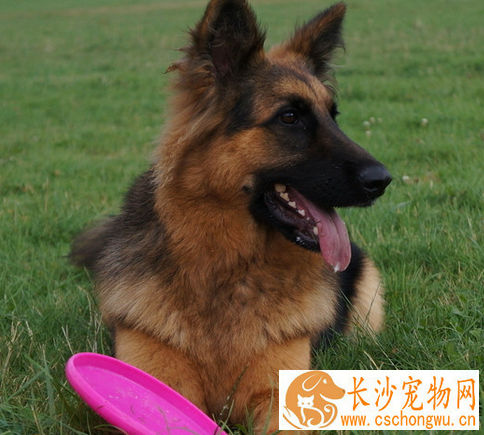 如何饲养德国牧羊犬 动物性饲料是犬的主食