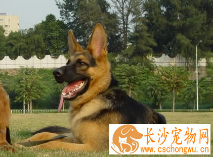 如何饲养德国牧羊犬 动物性饲料是犬的主食