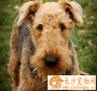 如何分辨纯种万能梗 万能梗头部和耳朵为棕色