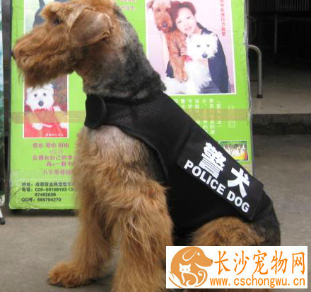 如何分辨纯种万能梗 万能梗头部和耳朵为棕色