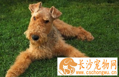 如何分辨纯种万能梗 万能梗头部和耳朵为棕色