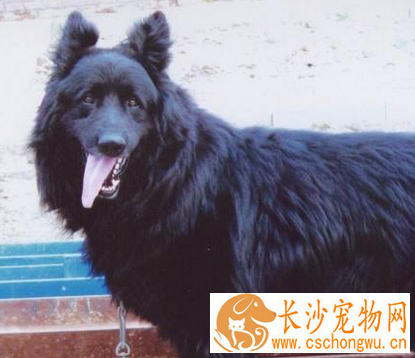 如何辨别比利时牧羊犬 非常匀称的正方形比例的狗