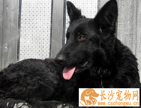 如何辨别比利时牧羊犬 非常匀称的正方形比例的狗