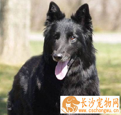 如何辨别比利时牧羊犬 非常匀称的正方形比例的狗