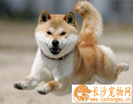 日本秋田犬是柴犬吗 秋田犬和柴犬是不同的狗狗