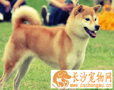 日本秋田犬是柴犬吗 秋田犬和柴犬是不同的狗狗