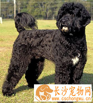葡萄牙水犬怎么洗澡 洗澡水温保持在35到38度