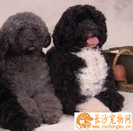 葡萄牙水犬怎么洗澡 洗澡水温保持在35到38度