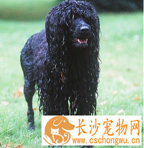 葡萄牙水犬喜欢吃什么 要适当给狗狗补充钙粉
