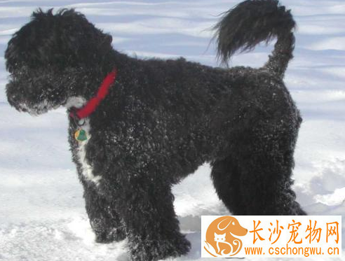 葡萄牙水犬喜欢吃什么 要适当给狗狗补充钙粉
