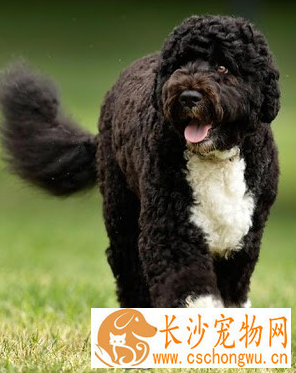 葡萄牙水犬喜欢吃什么 要适当给狗狗补充钙粉