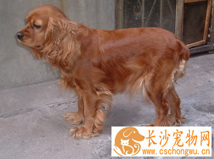 美国可卡犬怎么养 一般每天需喂食肉类250到350克