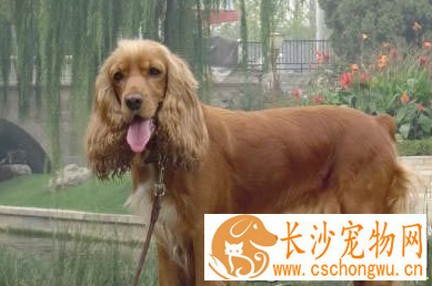 美国可卡犬怎么养 一般每天需喂食肉类250到350克