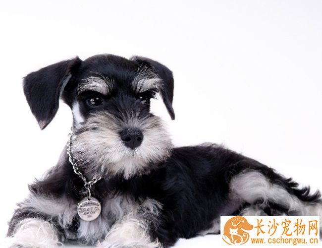 迷你雪纳瑞犬怎么喂养 含有大量脂肪的肉类不能喂