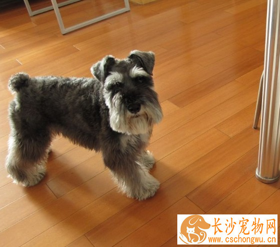 迷你雪纳瑞犬饲养 每天应有肉类250到350克