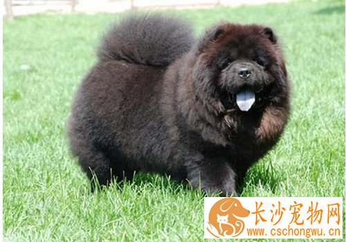 松狮犬好调教么 应该从简单的习惯和生活态度开始