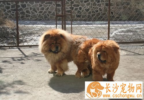 松狮犬好调教么 应该从简单的习惯和生活态度开始