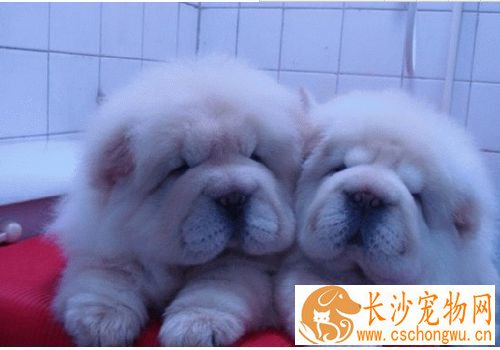 松狮犬好调教么 应该从简单的习惯和生活态度开始