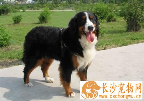 伯恩山犬初养适应度 吃饭时间限制在10分钟