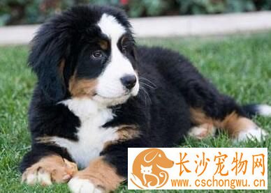 伯恩山犬初养适应度 吃饭时间限制在10分钟