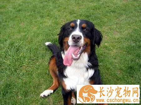 伯恩山犬初养适应度 吃饭时间限制在10分钟