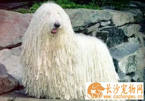 波利犬怎么大小便 初期培养时要适当控制食量