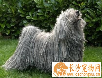 波利犬怎么大小便 初期培养时要适当控制食量